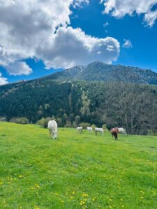 Hotel Restaurante Vall de Valira. Carrer Sant Julia, 6 - 25778, OS DE CIVÍS. Lleida. Teléfono y WhatsApp +34692352110 - T.+376358660. En el restaurante podrás degustar una exquisita gastronomía de alta montaña basada en recetas tradicionales con productos de proximidad. Partimos de poca variedad, pero cambiamos cada día la carta del menú para que puedas repetir en nuestro restaurante y probar platos nuevos y únicos. ¡Mejor poco, pero bien hecho! Horario Restaurante: Todos los días 13:00 a 15:30 h y 20:00 a 22:00 h. Horario del Bar: Todos los días 10:00 h a 22:00 h. ¡Nuestros servicios son únicos! La mejor cama, la mejor TV y la mejor wifi que te podemos ofrecer. Camas KING SIZE: ¡Camas de 200 cm x 200 cm para dormir como un KING! Almohada doble de diferente tamaño para los más exigentes. Sabanas de algodón, s180 hilos de la mejor calidad. Baño: Secador de pelo, espejo de aumento, Servicio de toallas. Jabón + Amenities en el baño Wifi: Alta velocidad para ver películas o TeleTrabajar (ideal para Freelancers). Os de Civís dispone de señal móvil de España. Minibar. Televisión: Televisiones Samsung FHD de 49″ y siente los colores Google Cast. Duplicado de pantalla. HDMI – Tiempo No hay caso alguno como el de Os de Civís, una pedanía ilerdense (dícese de Lleida) a la que no se puede entrar desde España, estando este dentro de sus fronteras. Hotel ideal para clubs deportivos, ciclistas, motoristas, amantes del running, usuarios de los caminos de montaña etc. Incluso hemos habilitado una zona exterior para unos grupos que nos visitaron con caballos. Te explicamos la historia de Aós de Civís Se trata de un enclave único por su condición geográfica: el único acceso que tiene se realiza desde Sant Julià de Lòria, ciudad o Parroquia situada en el Principado de Andorra. Muy próximo al pueblo se encuentra el Pic del Salòria, una montaña de casi 2800 metros que domina todo el valle. También corona el parque Natural del Alto Pirineo, el mayor espacio natural de toda Cataluña. Aós de Civís: La leyenda Según cuenta la leyenda, los prados del Valle de Aós estaban en disputa entre los pastores andorranos y los catalanes. Para resolver su titularidad, se organizó una pelea entre los mejores luchadores de ambos países, que se celebró en el Coll de la Botella. La disputa dejó al luchador catalán como vencedor. Todos los pastos para los animales en disputa pasaron a pertenecer, desde entonces, a la parroquia de Aós, y más tarde a España. Desde entonces… NADIE ha puesto en duda la legitimidad del acuerdo. Hotel Les Valls de Valira. Construido en 1970 y reformado en 2007 y 2024, ha conservado su encanto y su historia mejorando sus servicios y acabados para ofrecer lo mejor a sus clientes. 🔸 #VallDeValira 🔸 #OsDeCivís 🔸 #GastronomíaDeAltaMontaña 🔸 #CocinaTradicional 🔸 #ProductosDeProximidad 🔸 #SaboresAuténticos 🔸 #MenúDelDía 🔸 #ExperienciaGastronómica 🔸 #DescubreOsDeCivís 🔸 #EscapadaRural 🔸 #MontañasDeLleida 🔸 #HotelConEncanto 🔸 #KingSizeBeds 🔸 #RelaxTotal 🔸 #HospitalidadPremium 🔸 #AltaVelocidadWiFi 🔸 #VistasEspectaculares 🔸 #PirineosCatalanes 🔸 #HistoriaYEncanto 🔸 #TurismoRural 🔸 #LeyendaDeOsDeCivís 🔸 #AventuraEnLosPirineos 🔸 #NaturalezaYBienestar 🔸 #MontañasImpresionantes 🔸 #SaboresQueEnamoran BOOKING: Hotel Valls Valira es un alojamiento de 2 estrellas que se encuentra en Os de Civís, a 18 km de parque de atracciones Naturland, y que dispone de salón de uso común, restaurante y bar. El alojamiento está a 22 km de Santuari de Meritxell, a 12 km de Estadio comunal de Aixovall y a 22 km de Campo de golf Vall d’Ordino. El hotel libre de humo ofrece wifi gratis en todo el alojamiento. En el hotel, todas las habitaciones disponen de armario, TV de pantalla plana, baño privado, ropa de cama, toallas y un balcón con vistas a la montaña. Todas las unidades disponen de caja fuerte. El desayuno está disponible todas las mañanas e incluye opciones de buffet, a la carta o sin gluten. La clientela puede practicar actividades en Os de Civís y alrededores, como el ciclismo. El aeropuerto (Aeropuerto de Andorra-La Seu d’Urgell) está a 27 km. A las parejas les encanta la ubicación —le han puesto un 9,0 para viajes de dos personas. Las distancias en la descripción del alojamiento se calculan con OpenStreetMap© Hotel Valls de Valira a Os de Civís. Se come mucho y muy bien, sorprendente tabla de embutidos ibéricos con platos caseros de segundo, patatas fritas caseras, tienen conejo, callos, pavo, magro de cerdo, salpicón, ensaladilla. Todo buenísimo. Los postres espectaculares. Vino de la casa todo el que quieras. ¡Un descubrimiento! ¡Decoración sublime! ¡Visita OBLIGATORIA! Vivir en Os de Civís, periclave pirenaico accesible solo desde Andorra Singular, bello y asombroso. Estos son algunos de los adjetivos más repetidos entre quienes visitan por primera vez el peculiar pueblo pirenaico de Os de Civís. Ubicado en pleno Pirineo, concretamente al norte de la provincia de Lérida, el pueblo de Os de Civís, también conocido como Aós de Civís, es una pequeña localidad del municipio de Valles del Valira. Perteneciente a la comarca del Alt Urgell, donde se ubican también los pueblos de Anserall, Argolell, Arcavell, Ars, Asnurri, Bescaran, Calbinyà, Civís, La Farga de Moles y Sant Joan Fumat. Aparte de por su increíble belleza, Os de Civís atrae a muchos visitantes gracias a su peculiar ubicación, que convierte a este pequeño pueblo pirenaico en una de las curiosidades geográficas más desconocidas de toda España. Así, Os de Civís no se trata de un enclave propiamente dicho, ni tampoco un exclave, sino que realmente es un periclave, concepto utilizado para definir aquel lugar conectado por tierra con el resto del país o la provincia, pero al que, en la práctica, solo se puede acceder a través de otro país.